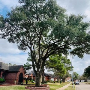 Complete Tree Services