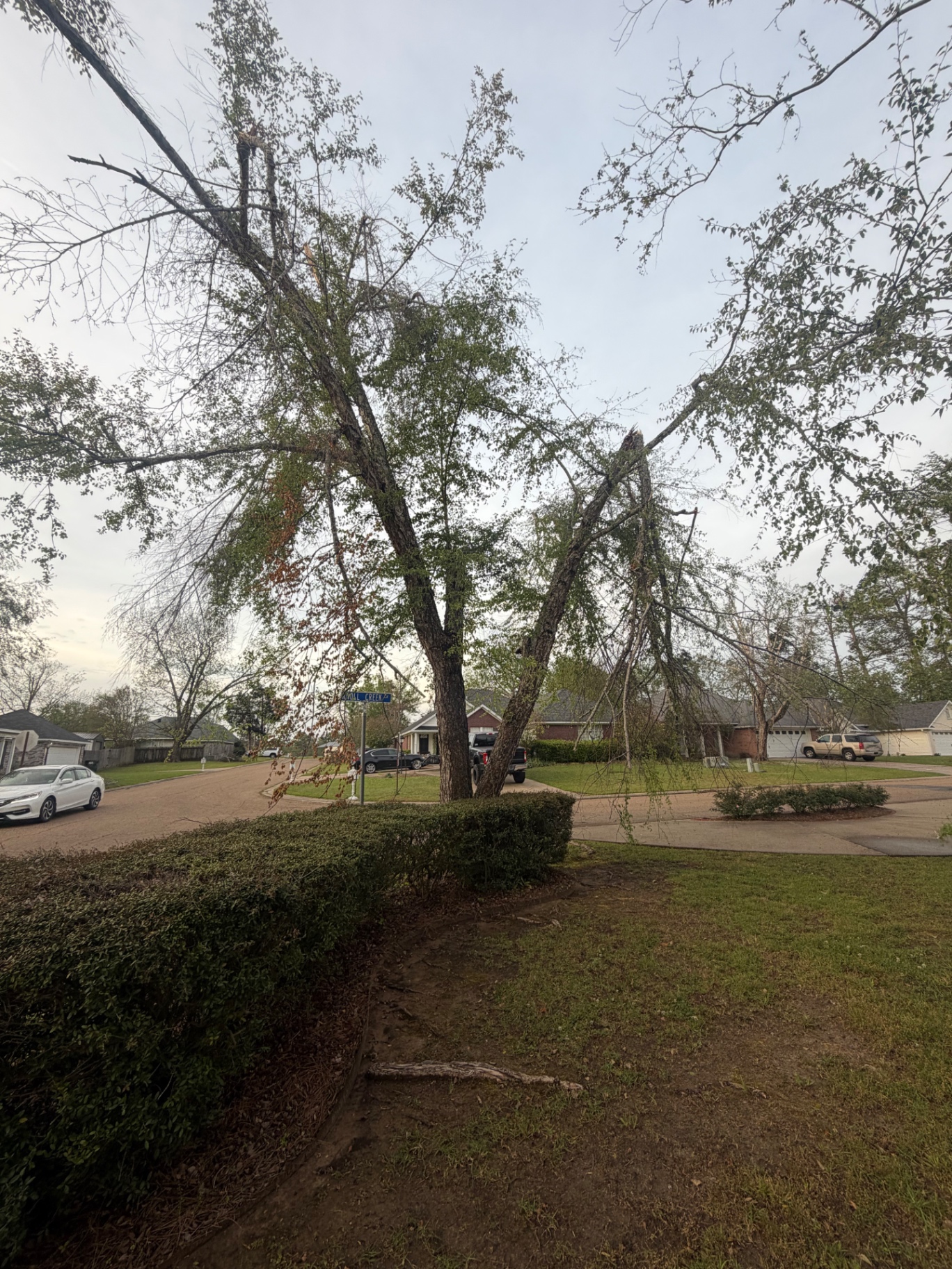 Storm-damaged tree needing professional care