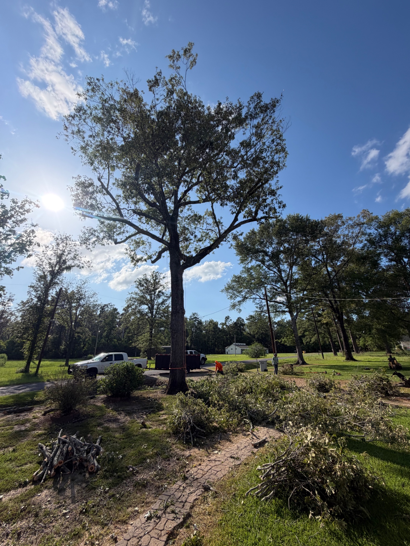 Same oak tree after professional trimming