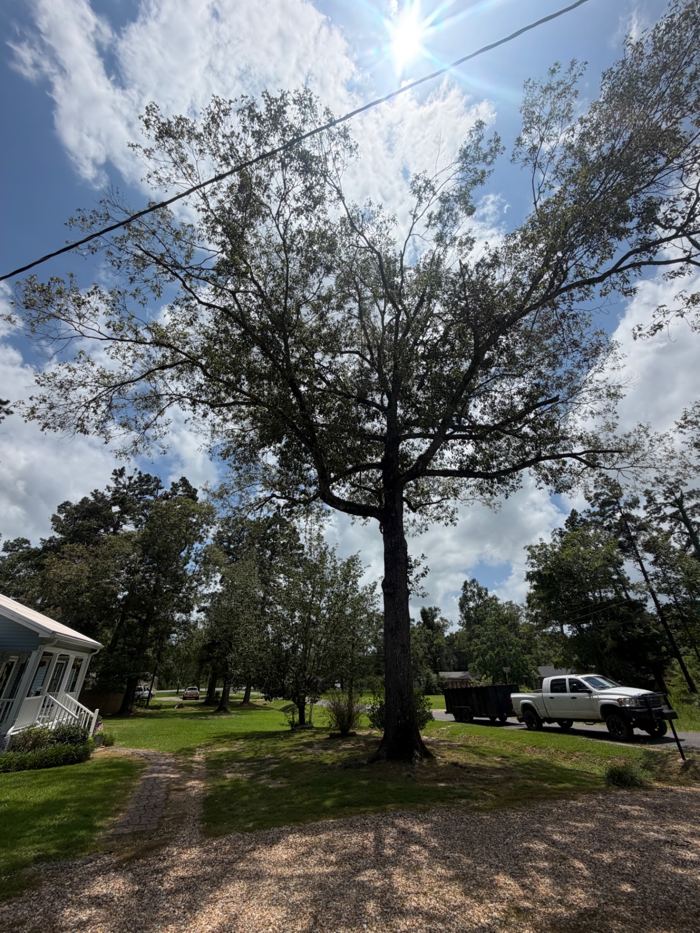Overgrown oak tree before trimming